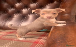 Jack Russell dogs for sale: Fantastic litter of miniature jr rare  colours  - Image 15
