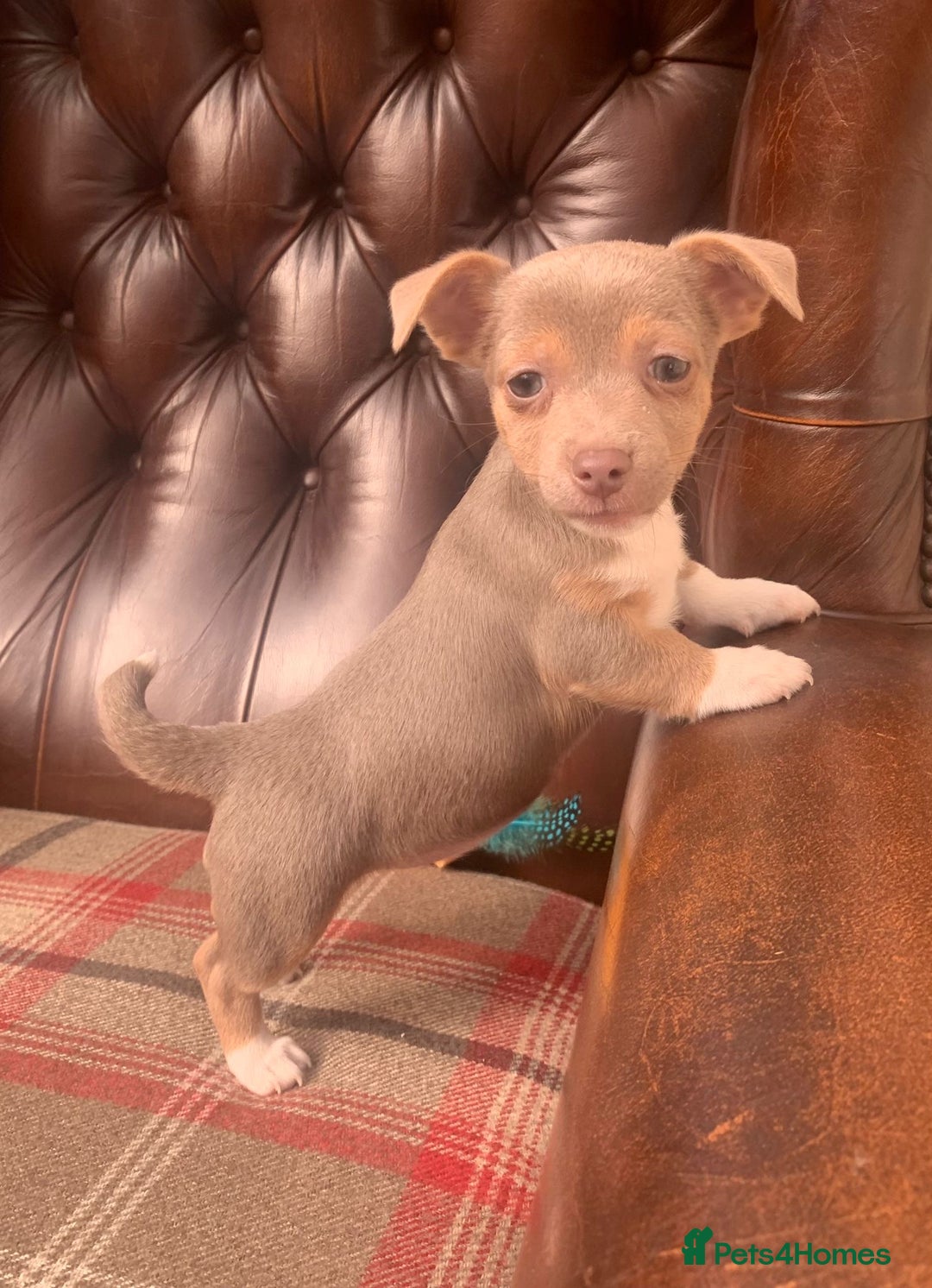 Jack Russell dogs for sale: Fantastic litter of miniature jr rare  colours  - Image 15