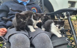 Mixed Breed cats for sale: Cute kittens for sale  - Image 1