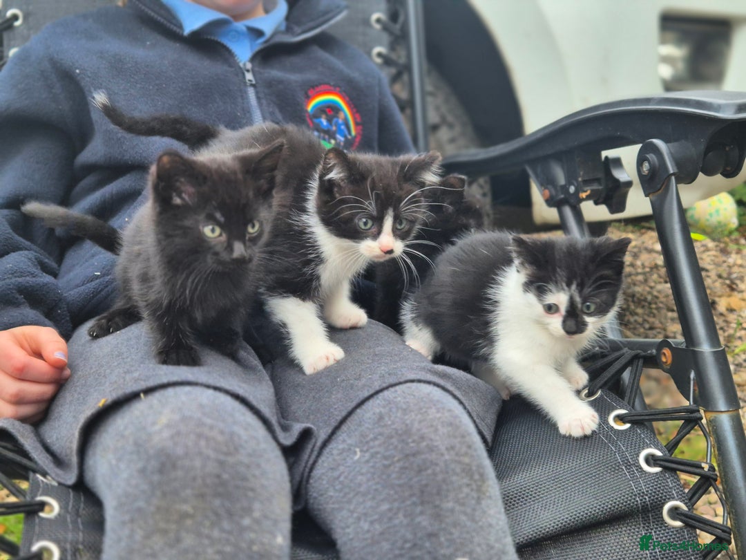 Mixed Breed cats for sale: Cute kittens for sale  - Image 1