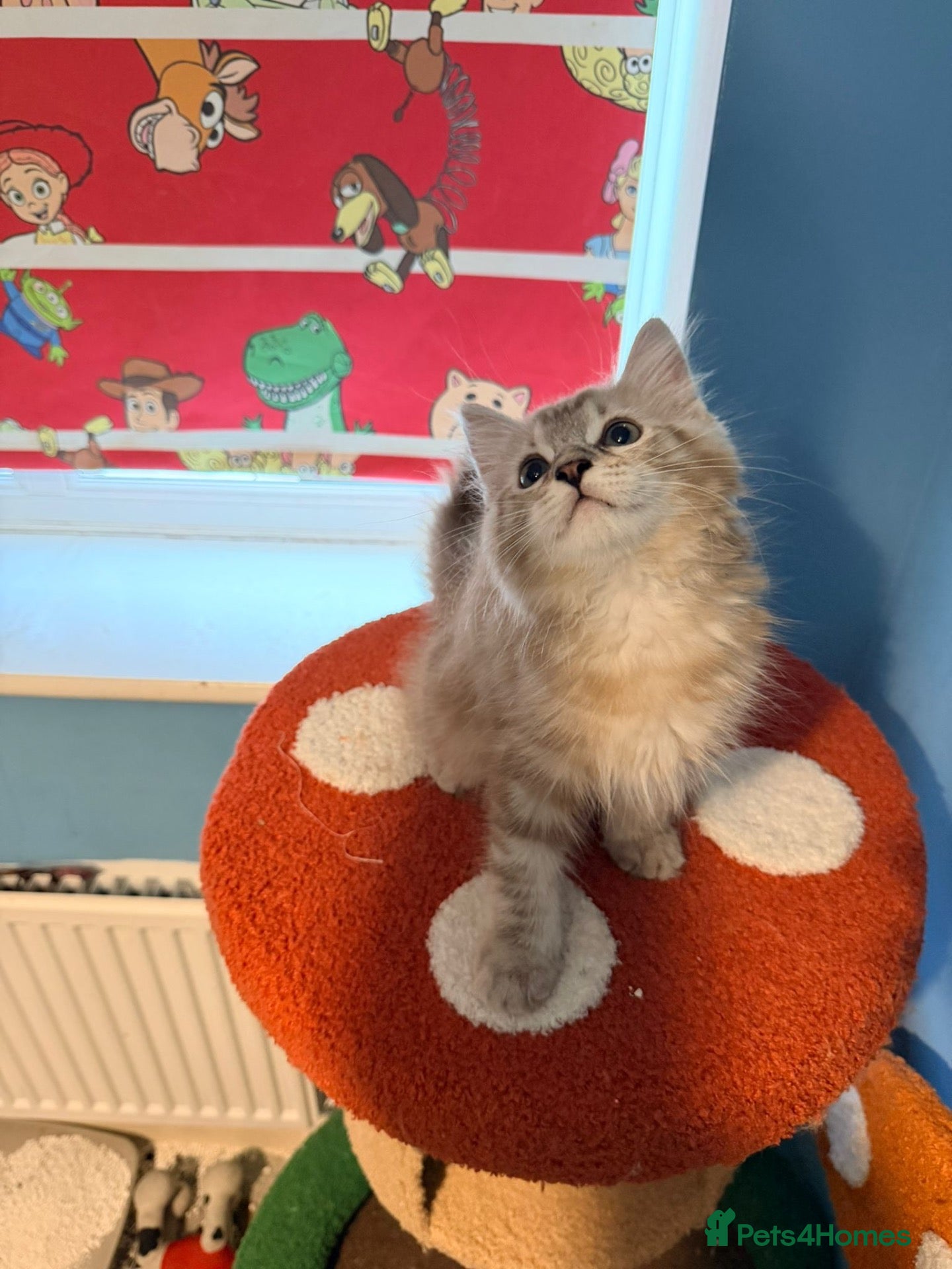 Ragdoll cats Last tica reg cherium ragdoll left - Advert 1