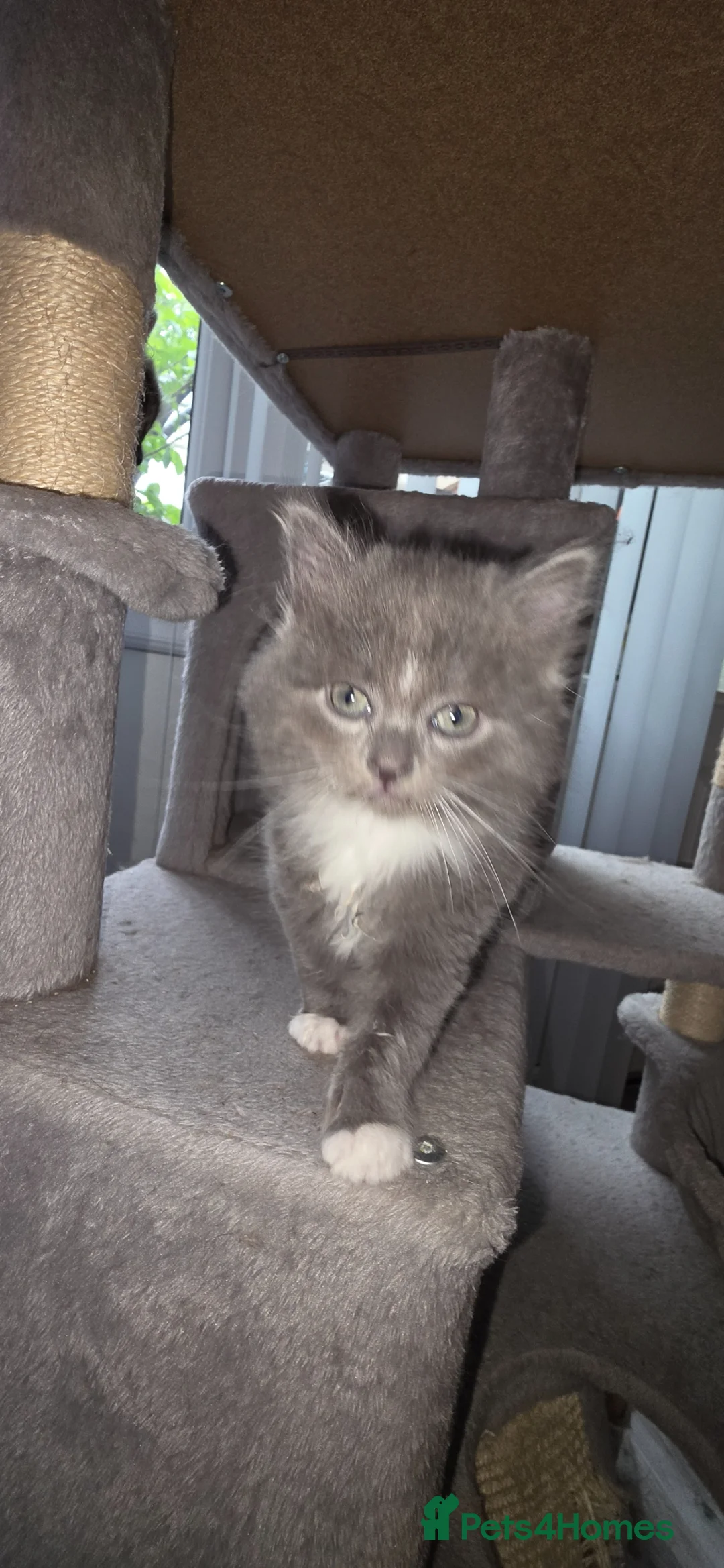 Maine Coon cats for sale: Adorable Mainecoon babys - Advert 31
