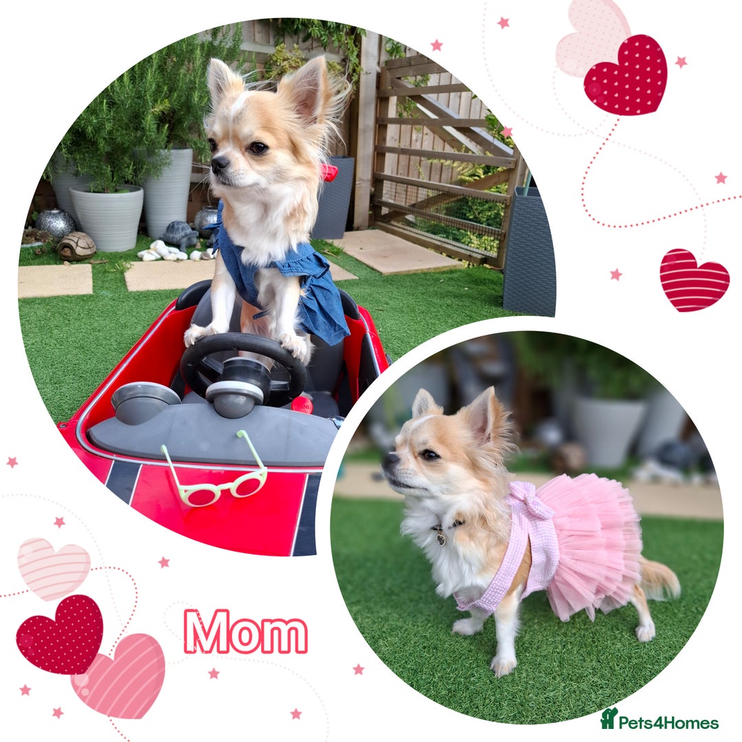 Chihuahua dogs for sale: Gorgeous Chihuahua puppies ❤️👑❤️ Bristol  - Advert 2