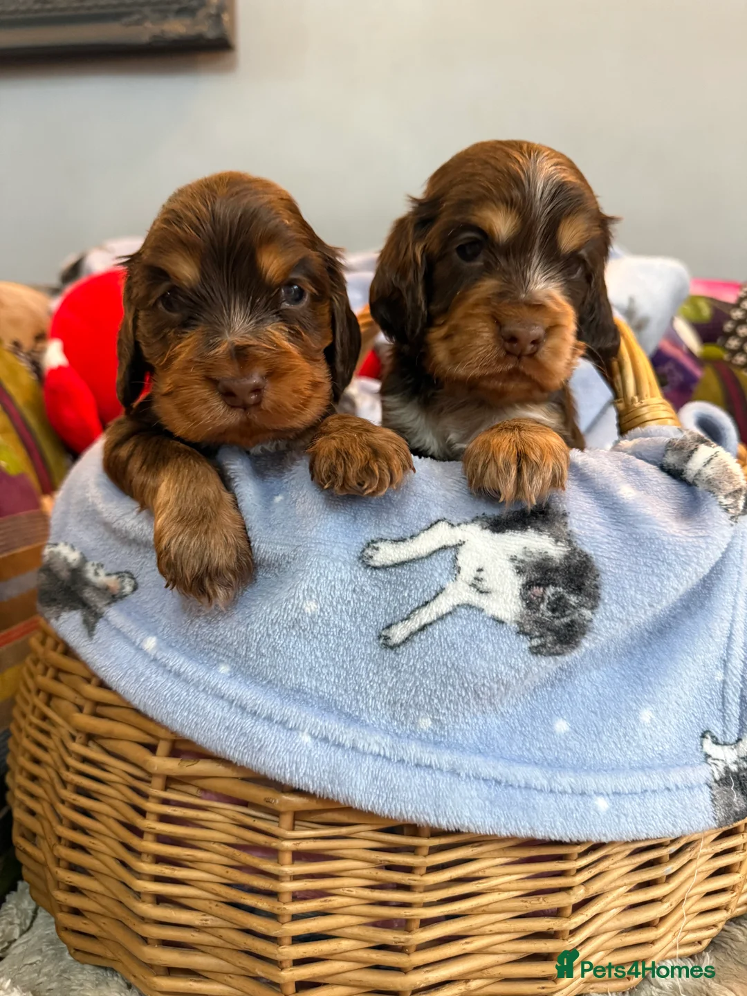 Cocker Spaniel dogs for sale: show cocker spaniels from health tested parents - Advert 1