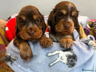 Cocker Spaniel dogs show cocker spaniels from health tested parents - Advert 2