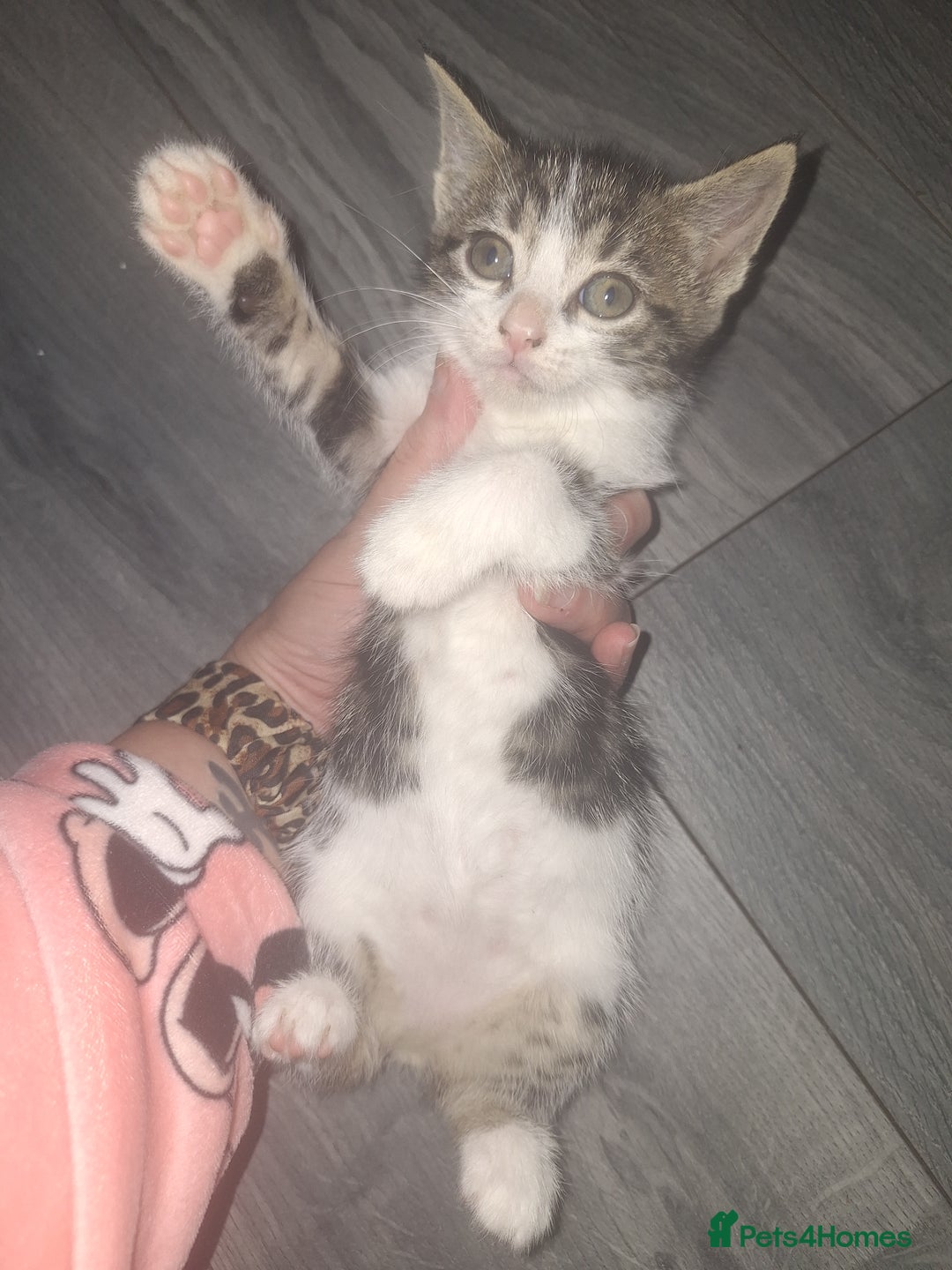 Domestic Shorthair cats for sale: Stunning kittens for sale. - Advert 14