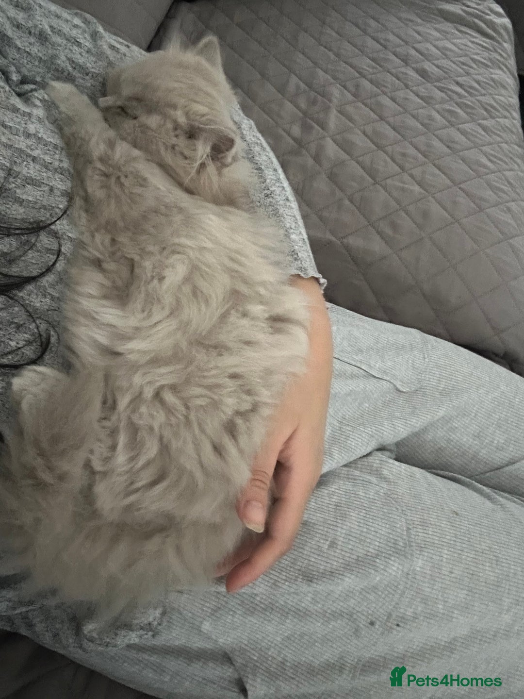 British Shorthair cats for sale: British short hair mix Scottish  - Advert 4