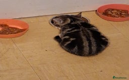 Mixed Breed cats for sale: 8 week kittens - Image 3