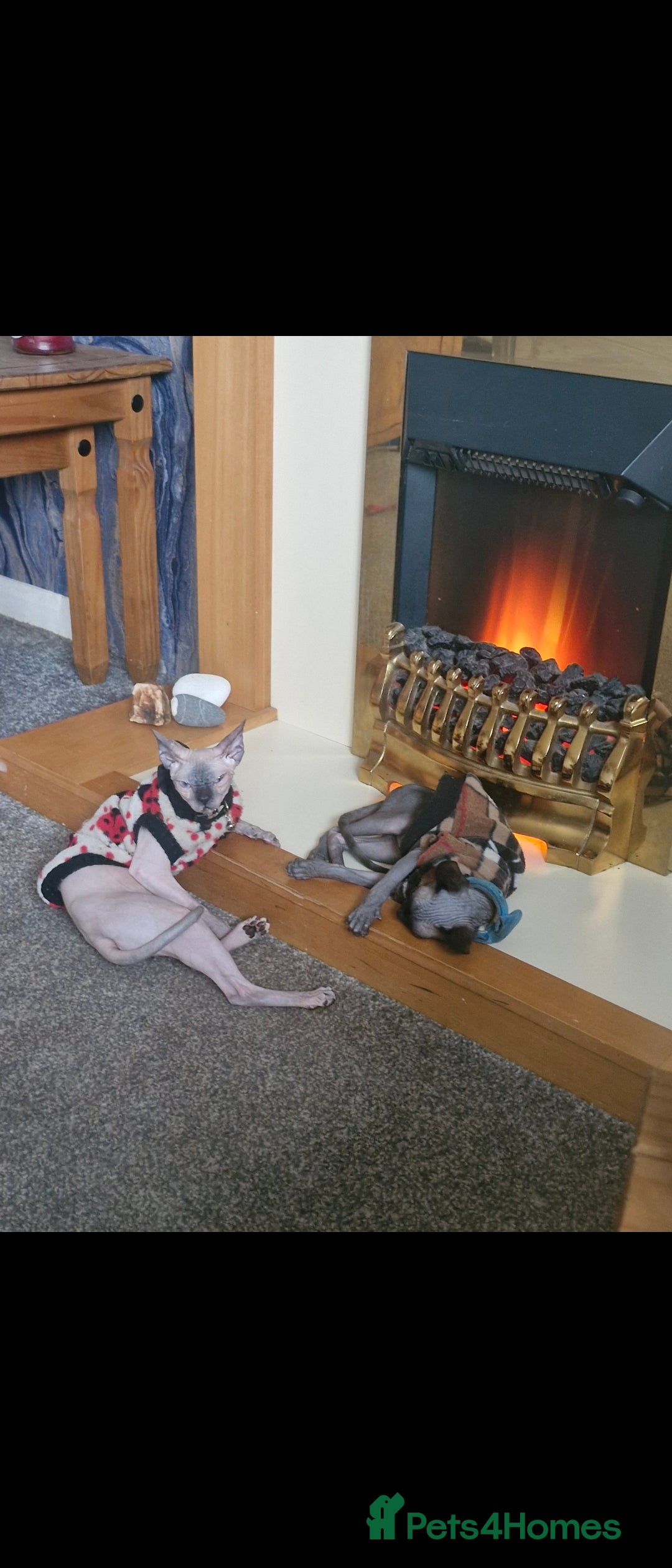Sphynx cats for sale: 2 year old female seal point  - Advert 16