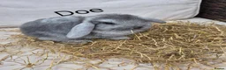 Mini Lop rabbits for sale: Mini Lop Babies Beautiful Temperaments. - Advert 3