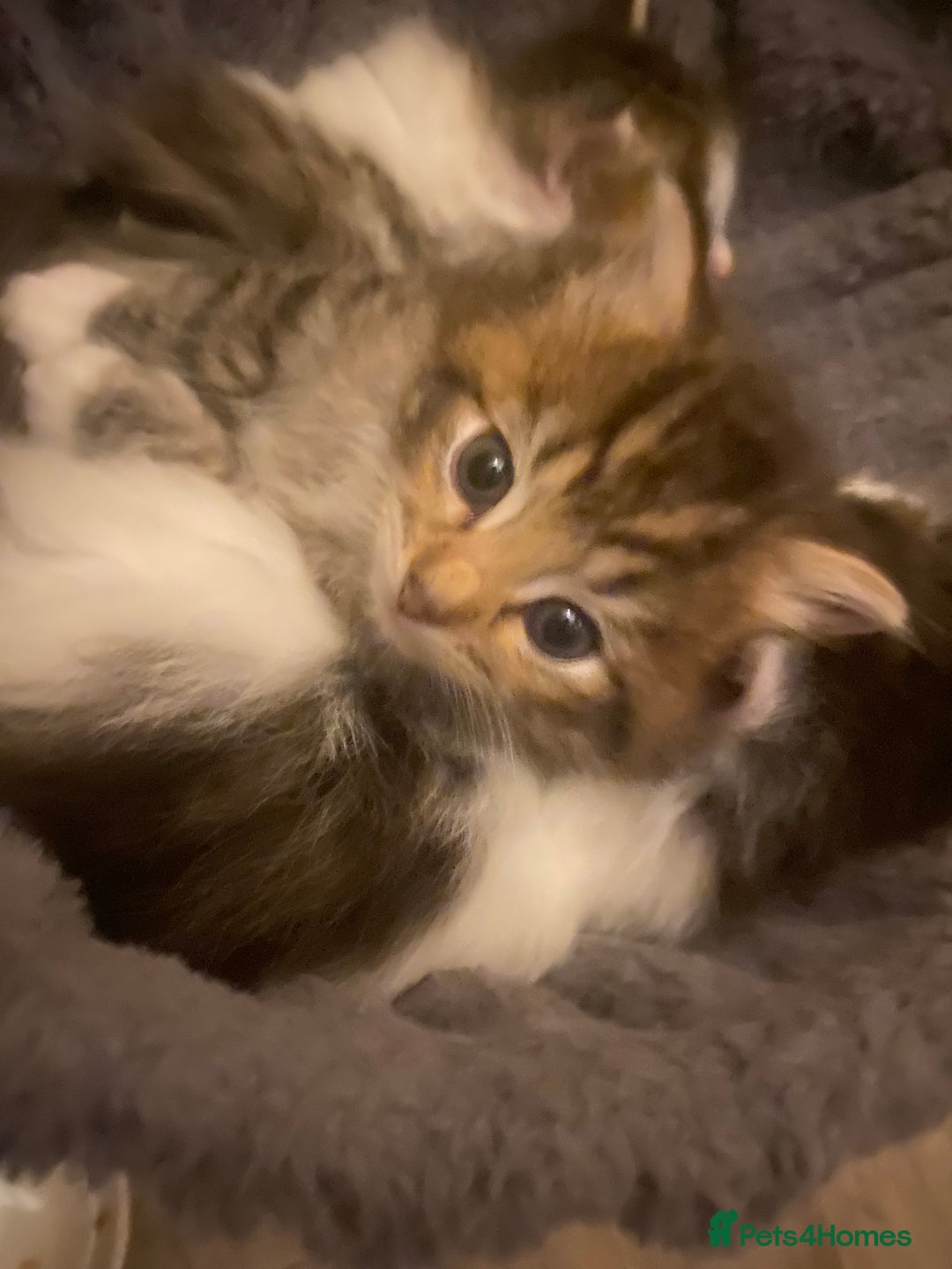 RagaMuffin cats for sale: Beautiful ragdoll x kittens 1 LEFT READY NOW - Image 29