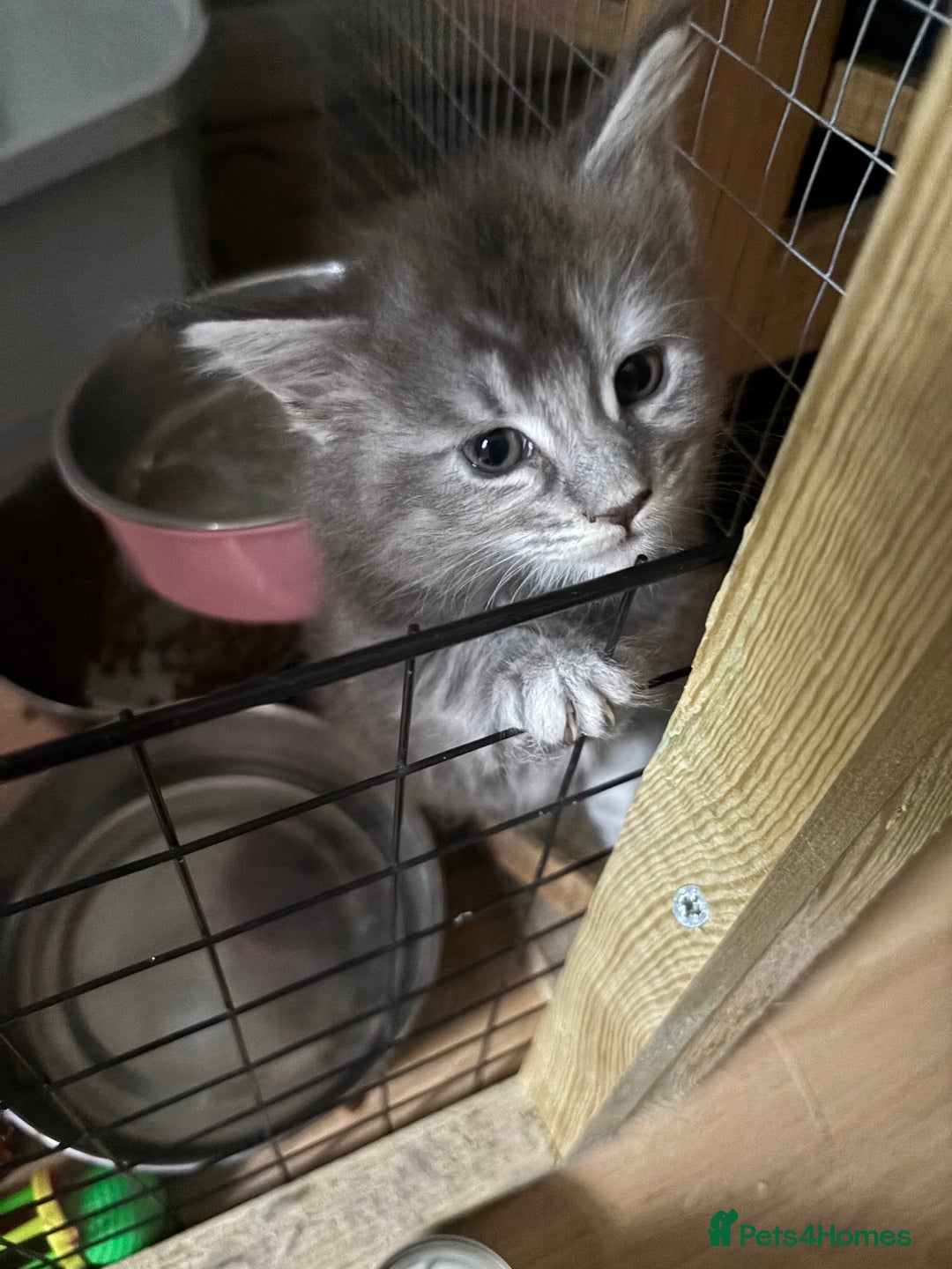 Maine Coon cats for sale: Maine coon kittens - Image 5