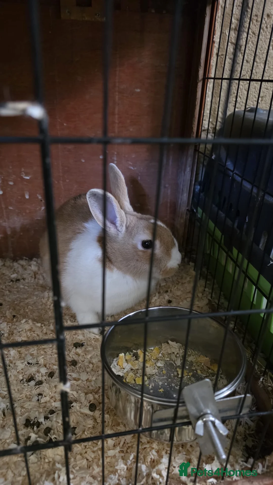 Mixed Breed rabbits for sale: Lionhead x Netherlands Dwarf Bunnies - Advert 5