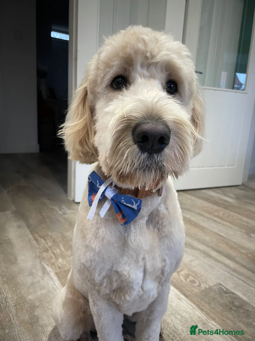 Goldendoodle dogs for sale: Max the Goldendoodle in Lincoln - Advert 1
