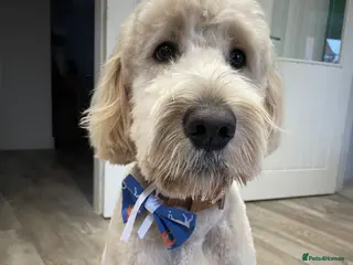 Goldendoodle dogs Max the Goldendoodle - Advert 4