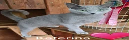 Russian Blue cats for sale: Pure Russian Blue kittens looking new home - Advert 7