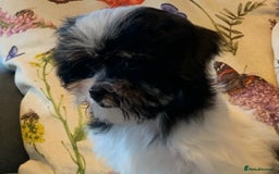 Maltese dogs for sale: Adorable little Maltese puppies  - Image 1