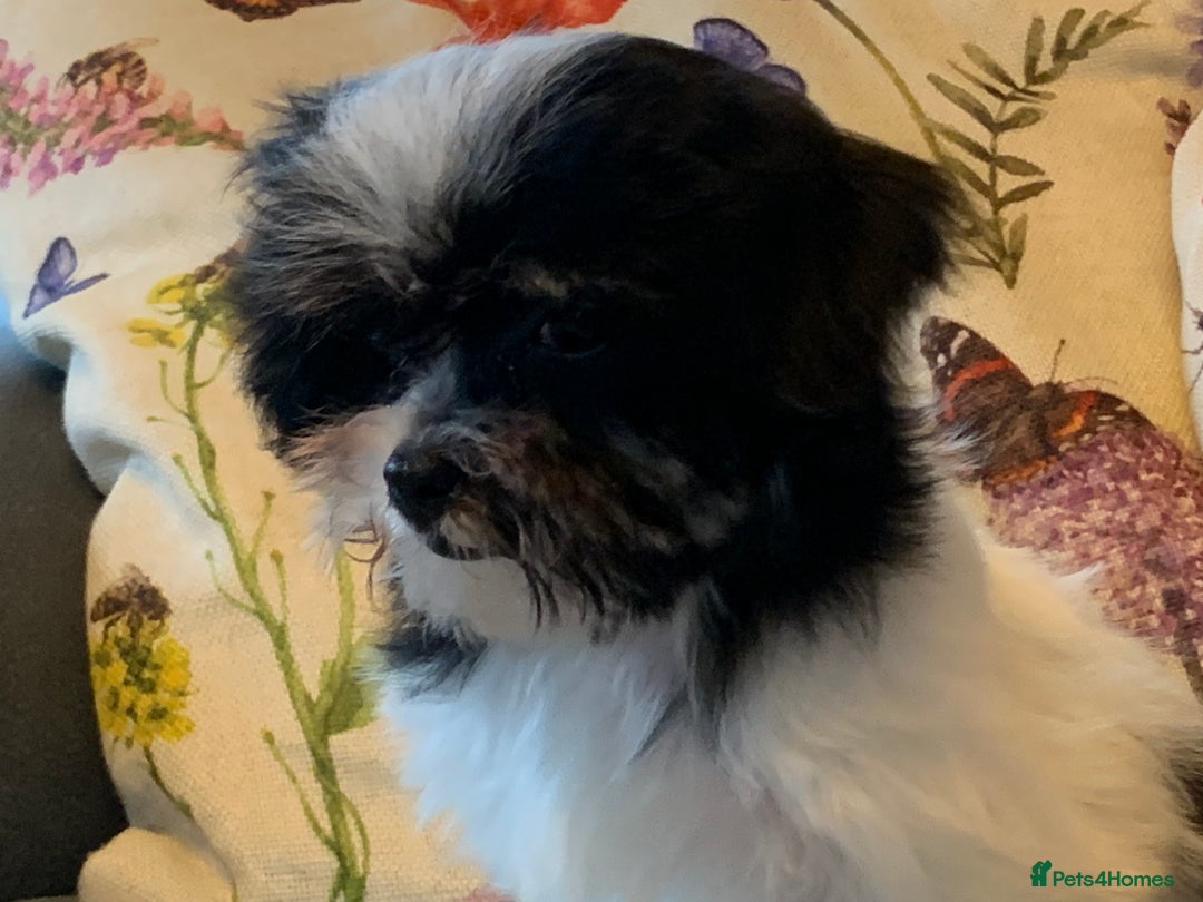 Maltese dogs for sale: Adorable little Maltese puppies  - Image 1