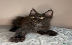 Maine Coon cats for sale: Russian Line maine coon kittens  in Market Rasen - Image 6