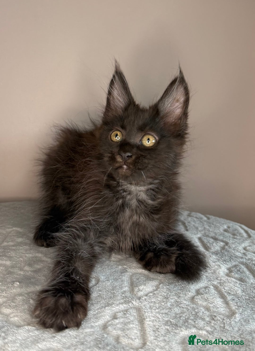 Maine Coon cats for sale: Russian Line maine coon kittens  in Market Rasen - Image 6