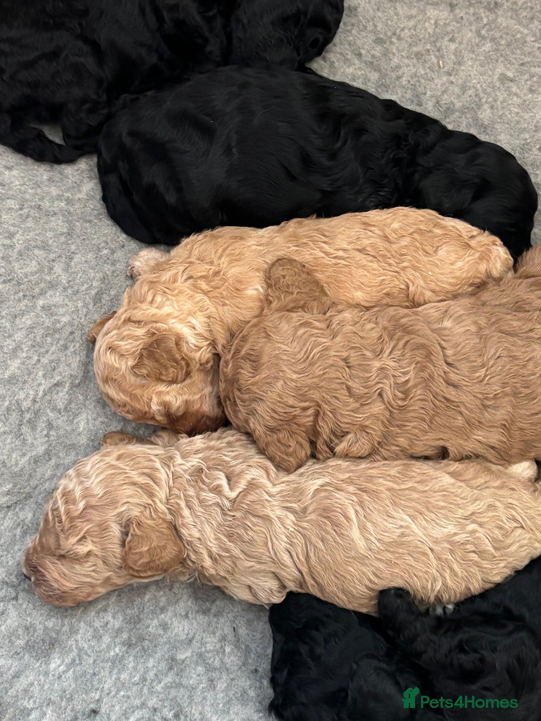 Sproodle dogs for sale: Gorgeous Sproodle F1b puppies - Advert 13