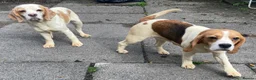 Beagle dogs for sale: 2 Kc Reg Beagles Girls For Sale - Advert 5