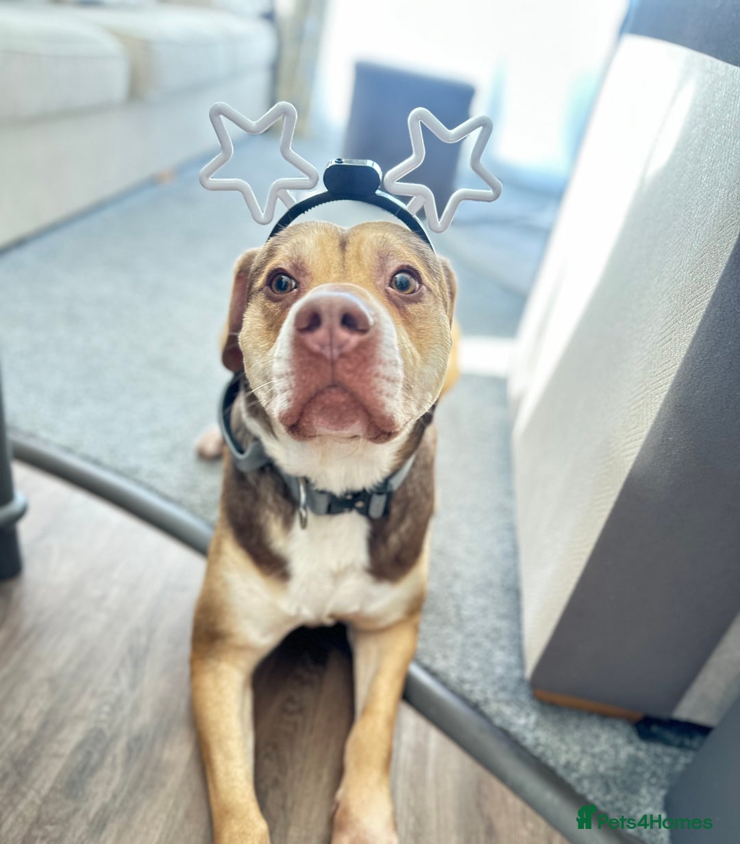 Mixed Breed dogs for adoption: Beautiful family dog - Image 5