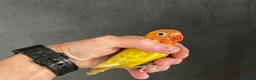 Lovebirds birds for sale: Lovebirds for Sale - Advert 11