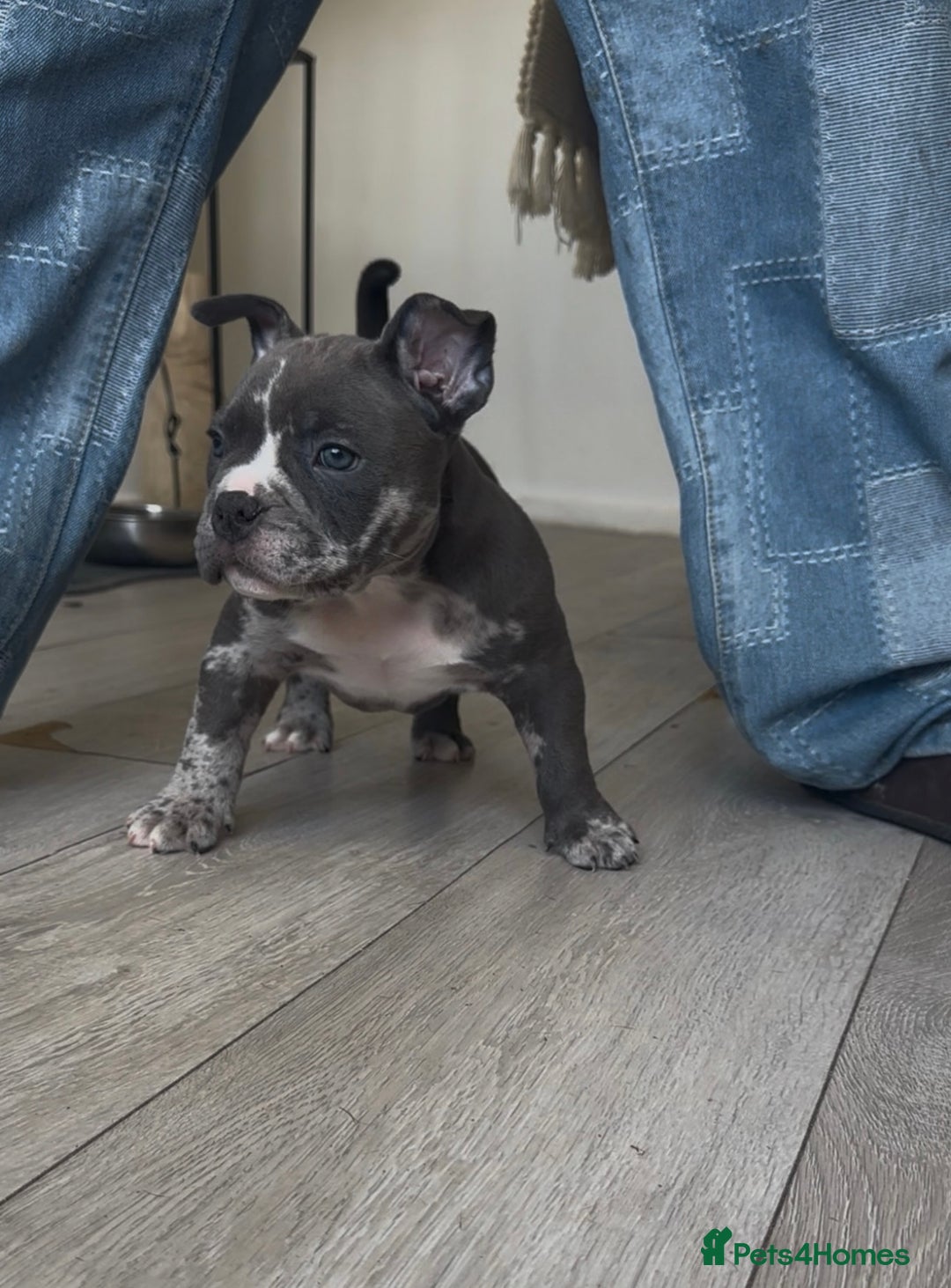 American Bully dogs for sale: Pocket bully puppies, haka blood line  - Image 6