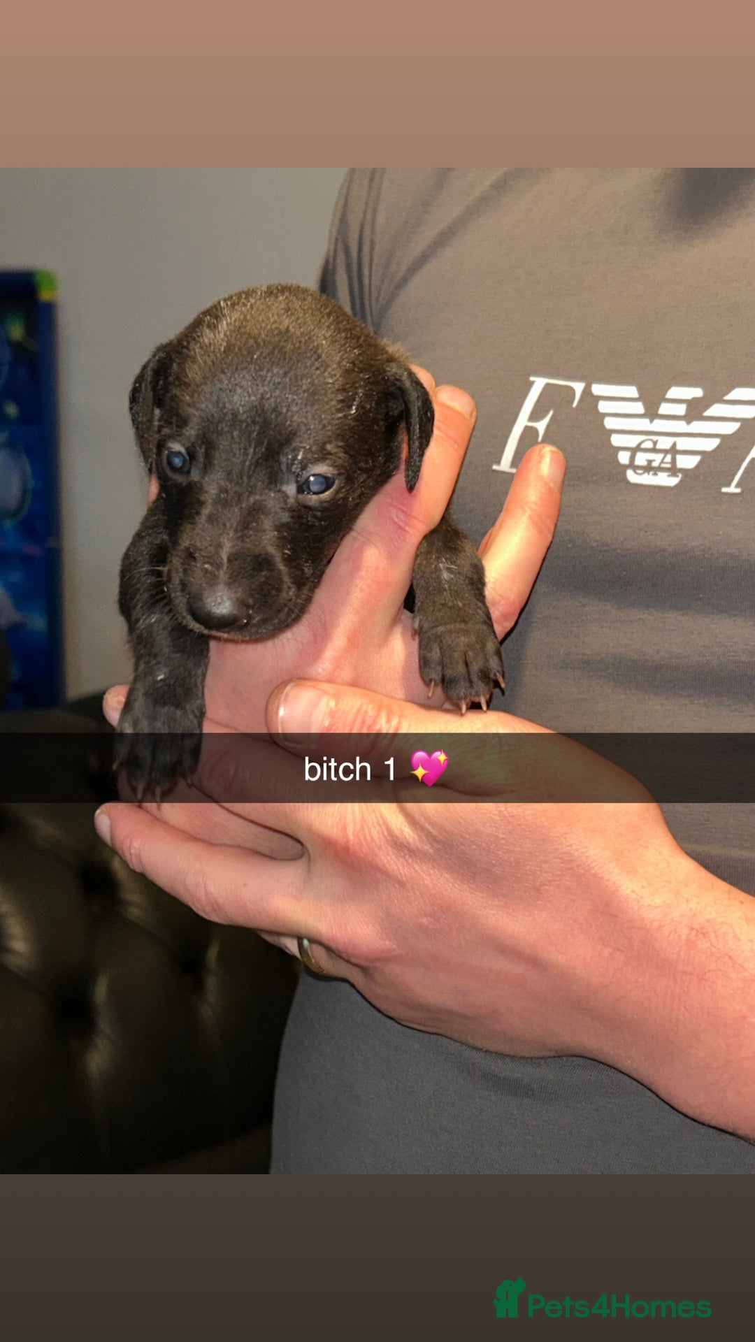 Whippet dogs for sale: whippets  - Advert 3