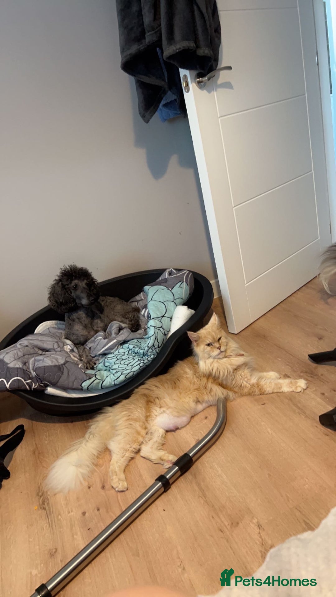 Maine Coon cats for sale: Beautiful Maine coon kittens 07396998601 - Image 15
