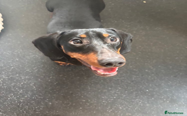 Dachshund dogs - Advert 2