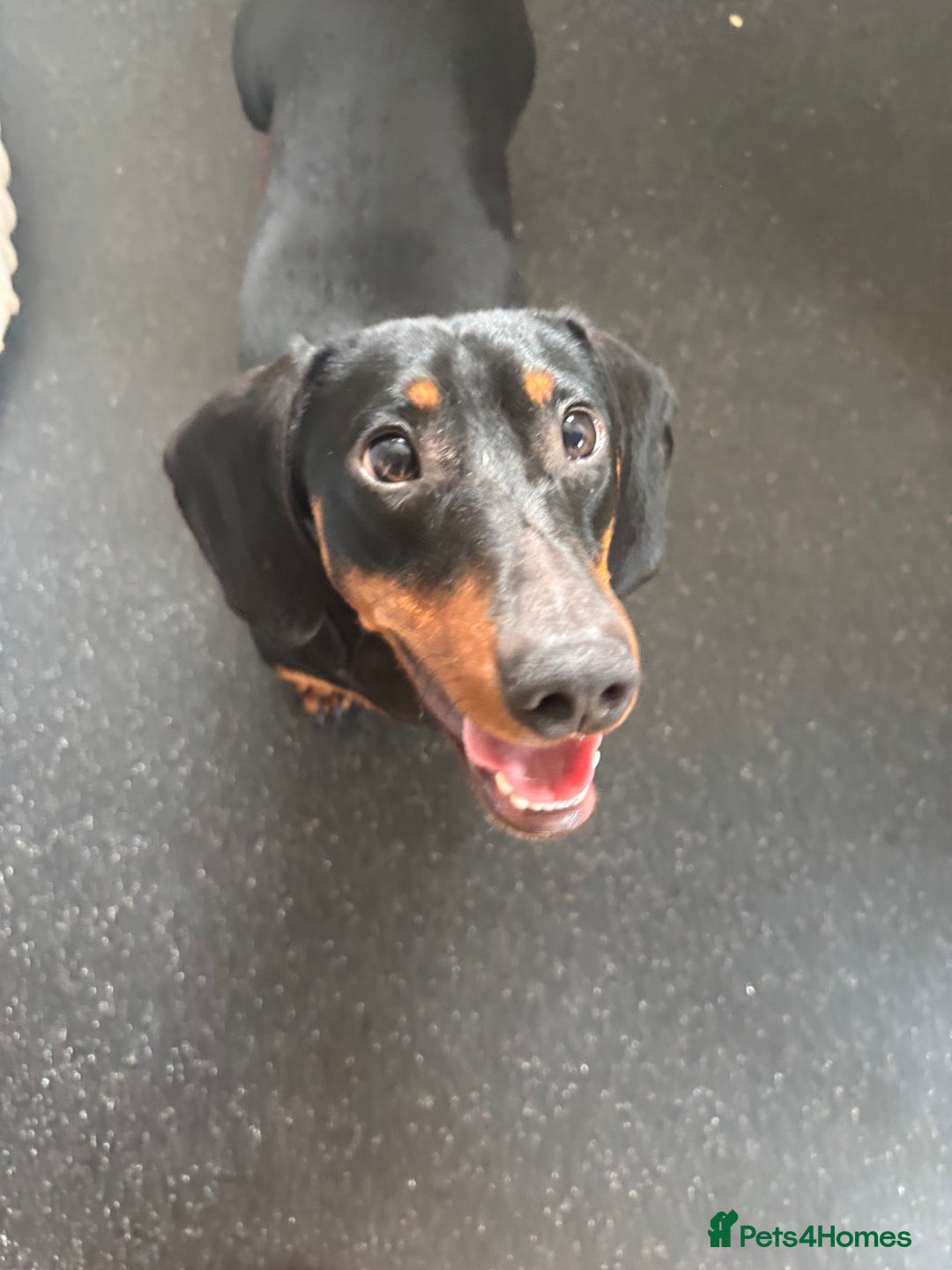 Dachshund dogs for stud: Handsome Frank Black & Tan Daschund for Stud  - Image 1
