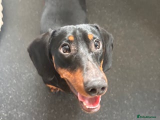 Dachshund dogs - Advert 33