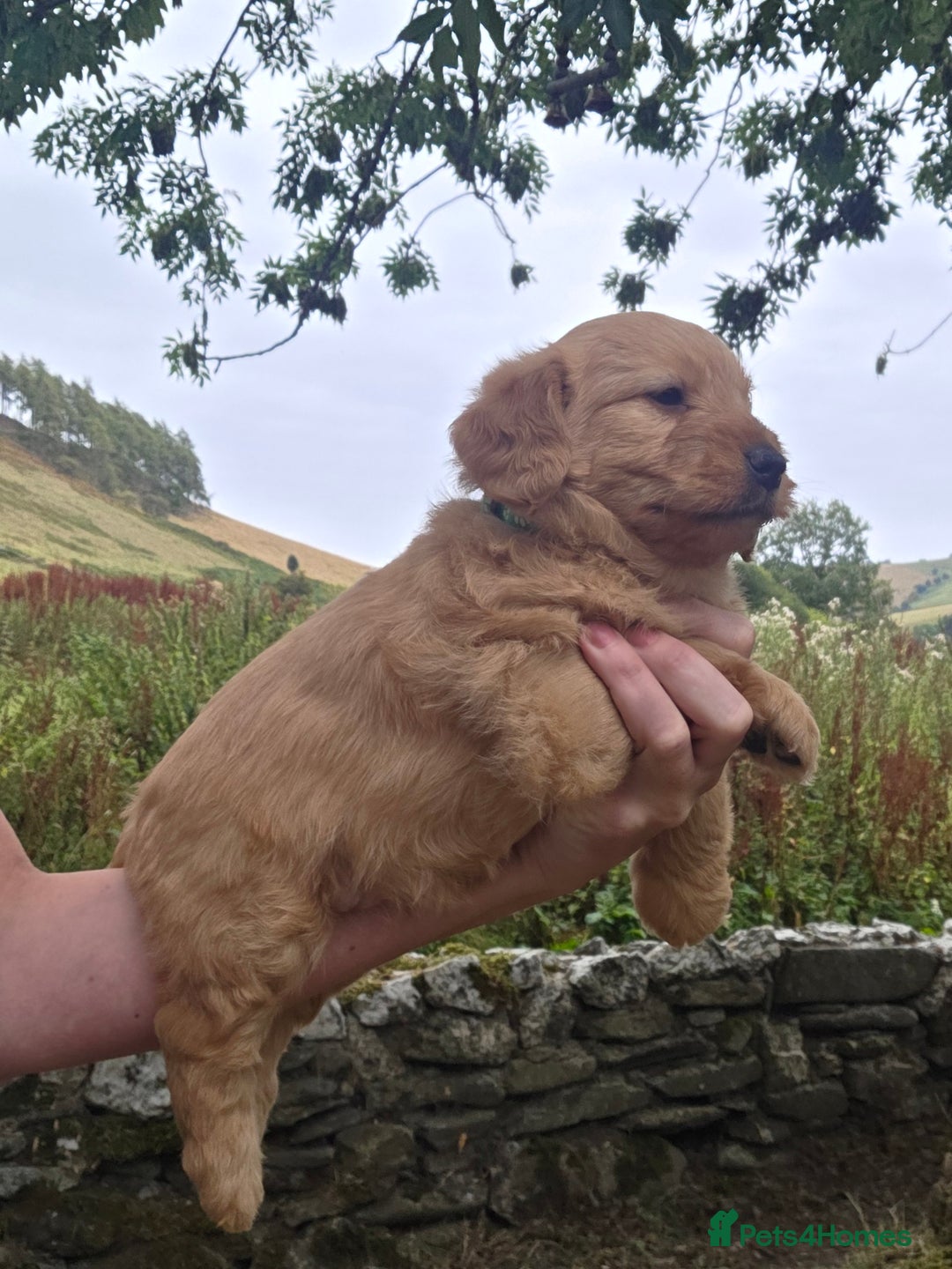 Jackapoo dogs for sale: Jackapoo puppies - Image 5