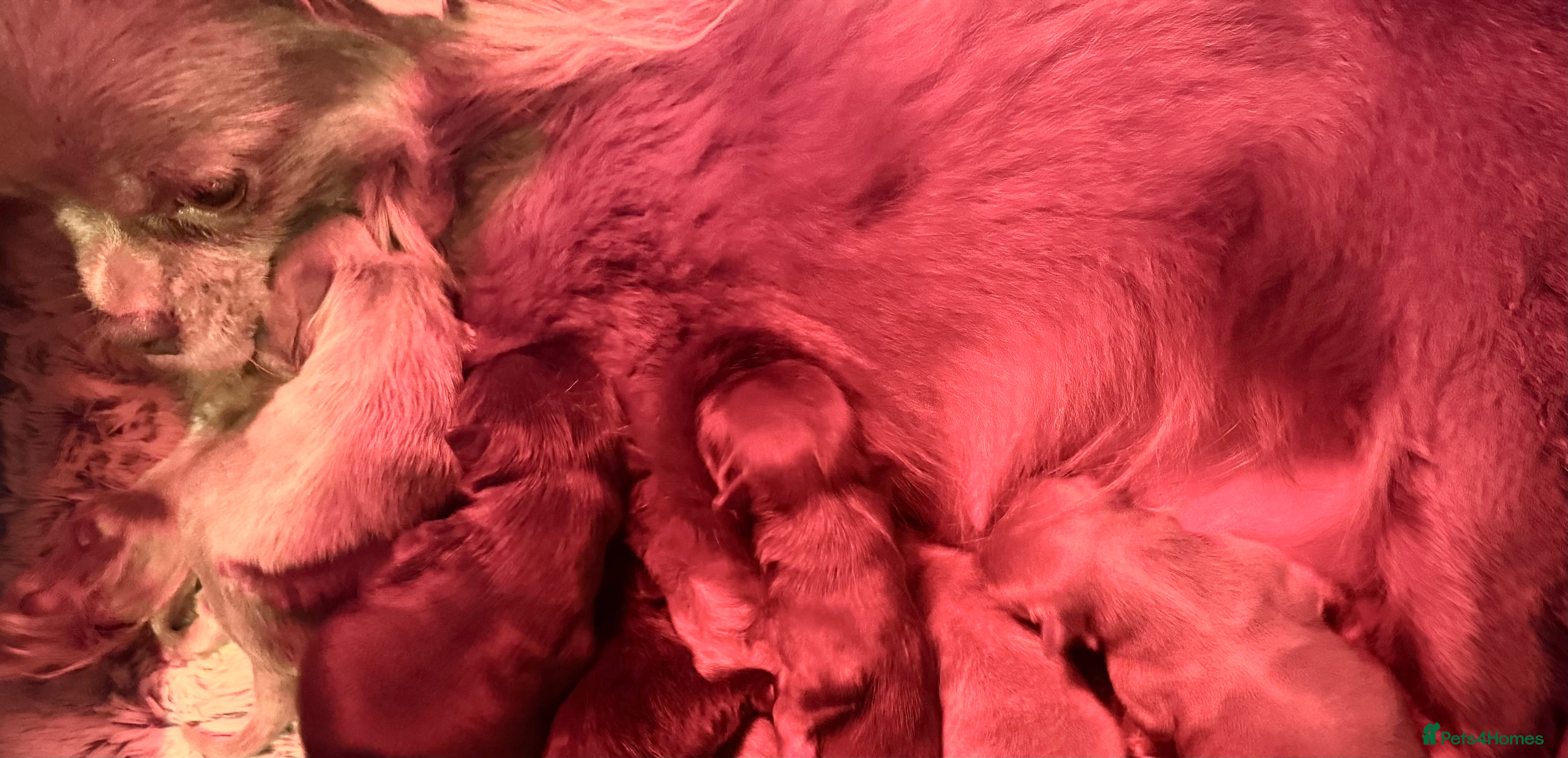 Chihuahua dogs KC chocolate and lilac long coat quality puppies  - Advert 2