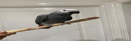 Parrots birds for sale: READY TO LEAVE Super cuddly baby greys  - Advert 14
