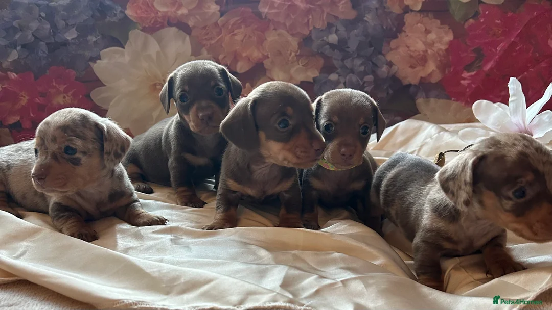 Miniature Dachshund dogs for sale: Miniature dachshund puppies 🐶  - Advert 11