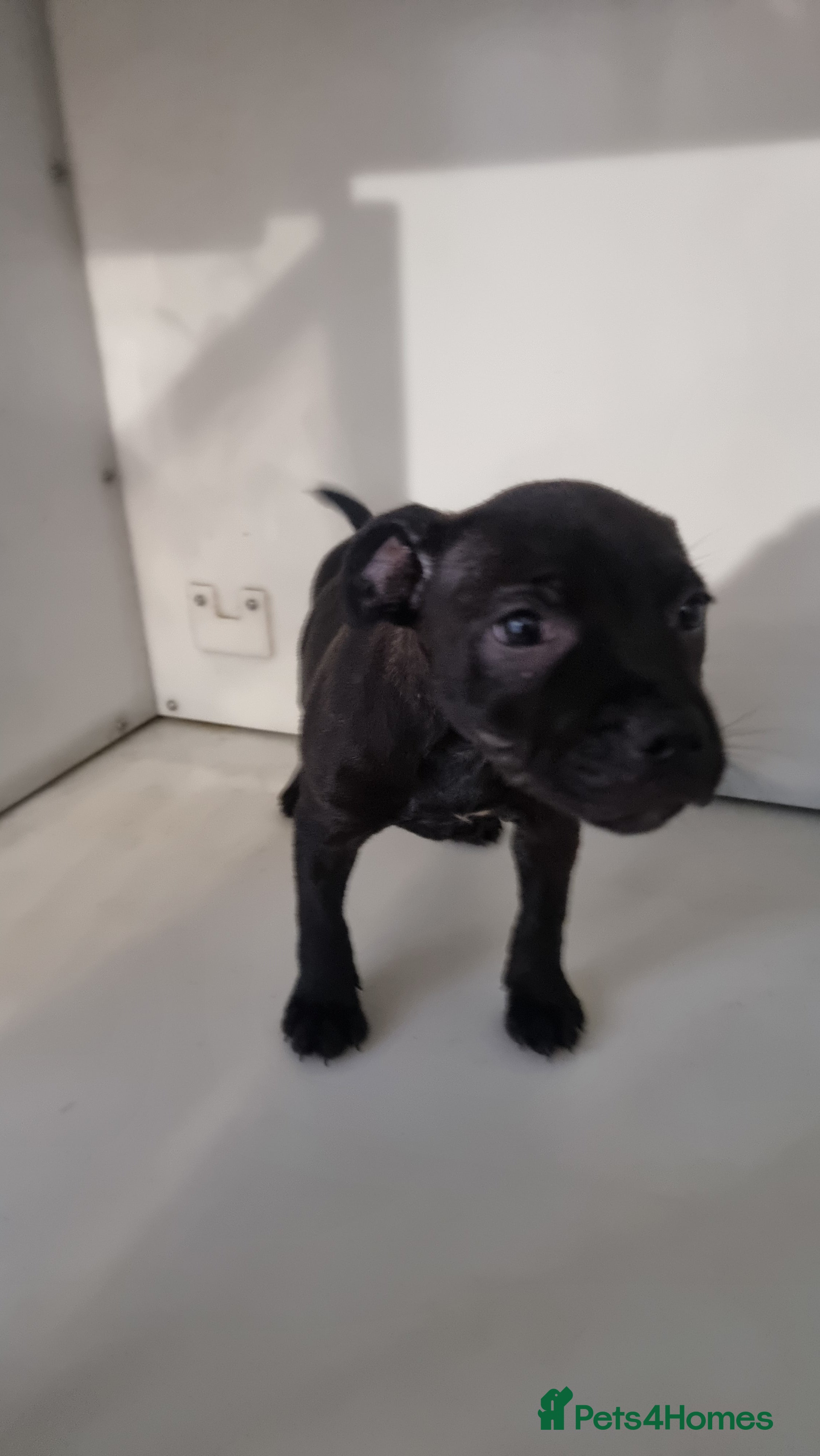 Staffordshire Bull Terrier dogs Last remaining female - Advert 1