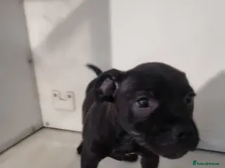 Staffordshire Bull Terrier dogs Last remaining female - Advert 1