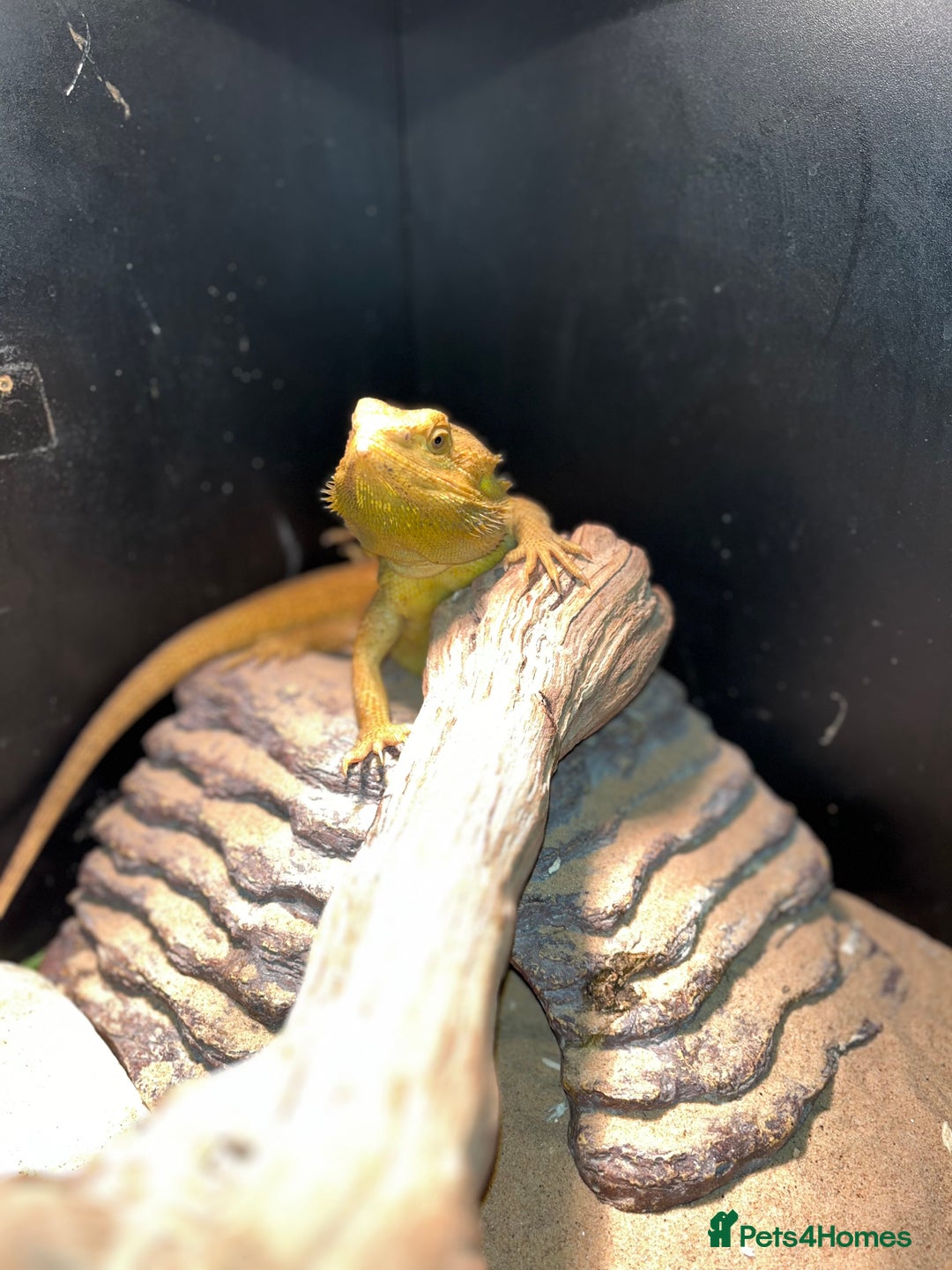 Snake reptiles for sale: Ball python / other - Advert 5