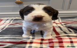 Cocker Spaniel dogs for sale: Cocker Spaniel puppies - Image 8