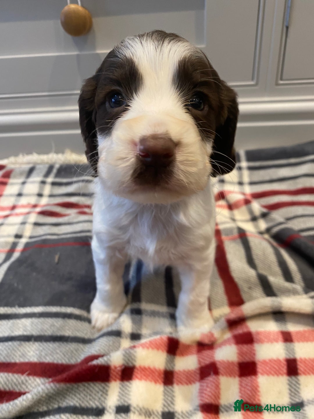 Cocker Spaniel dogs for sale: Cocker Spaniel puppies - Image 8