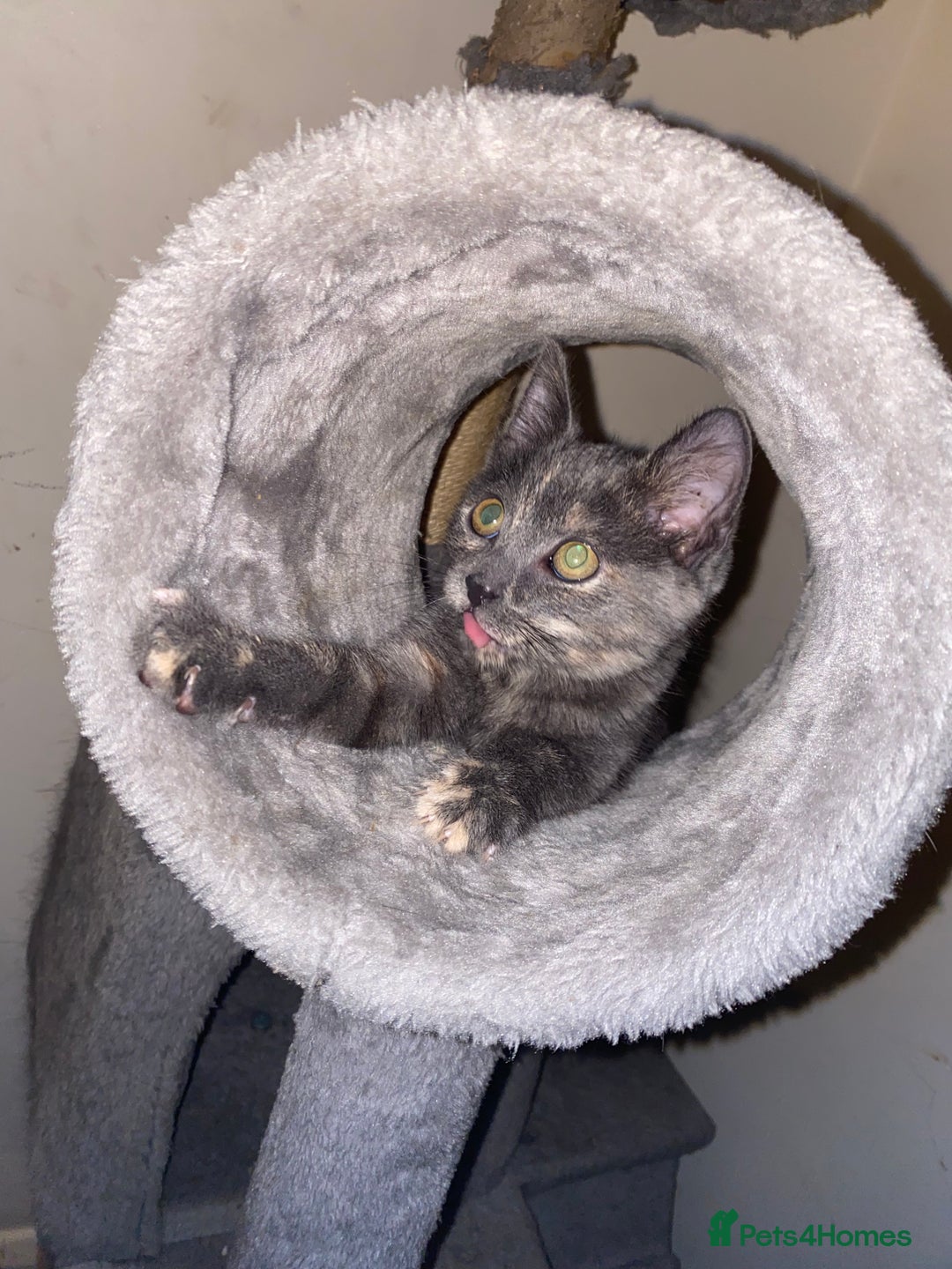 British Shorthair cats for sale: Kitten for sale.  - Advert 3