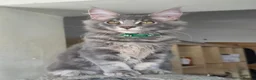 Maine Coon cats for sale: ❤️ TICA Registered Maine Coon Kittens Ready Now ❤️ - Advert 20