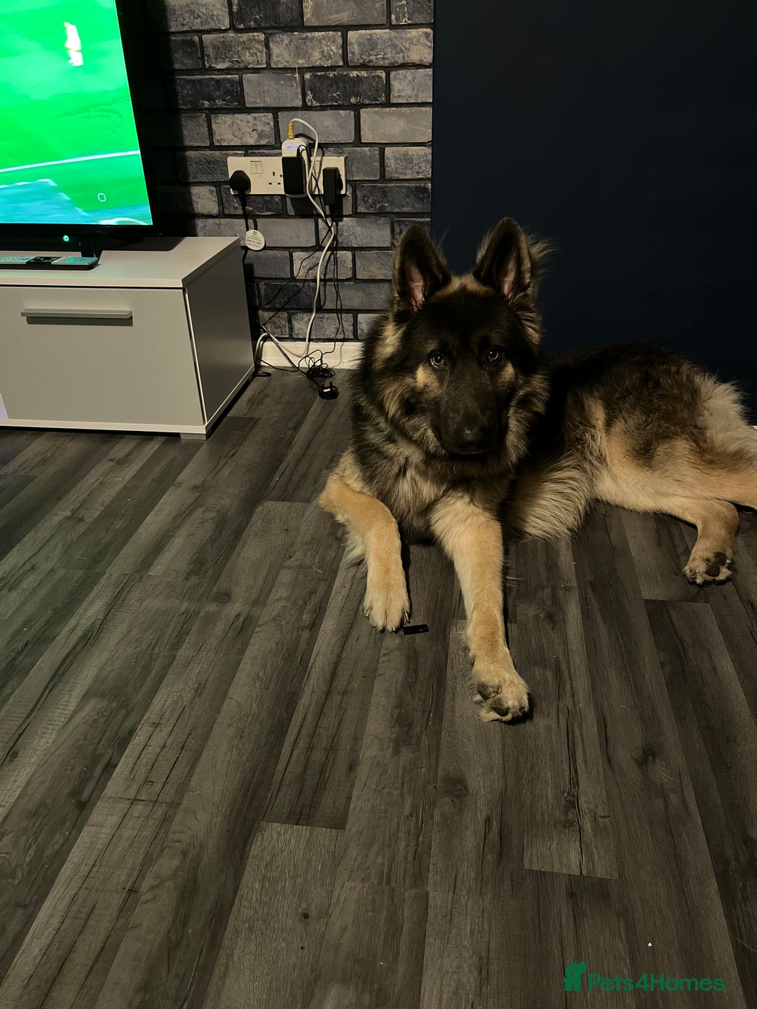 German Shepherd dogs for stud: Blue kc gsd stud  in Oldham - Image 15