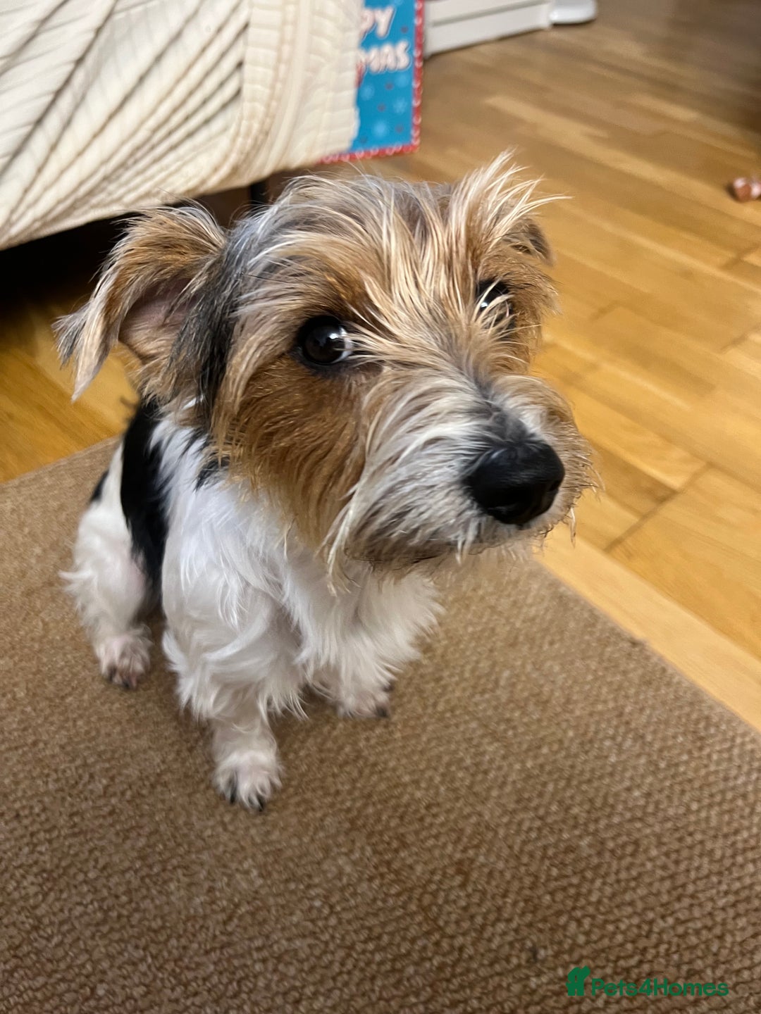 Mixed Breed dogs for sale: Cookie looking for new home - Advert 3