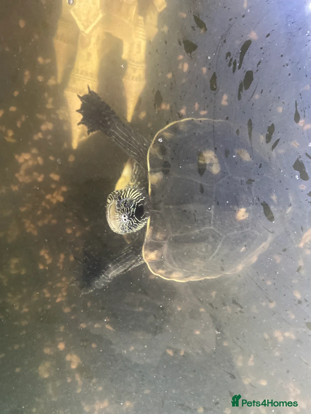 Turtle reptiles for sale: 2x Chinese necked turtles  in Solihull - Advert 3