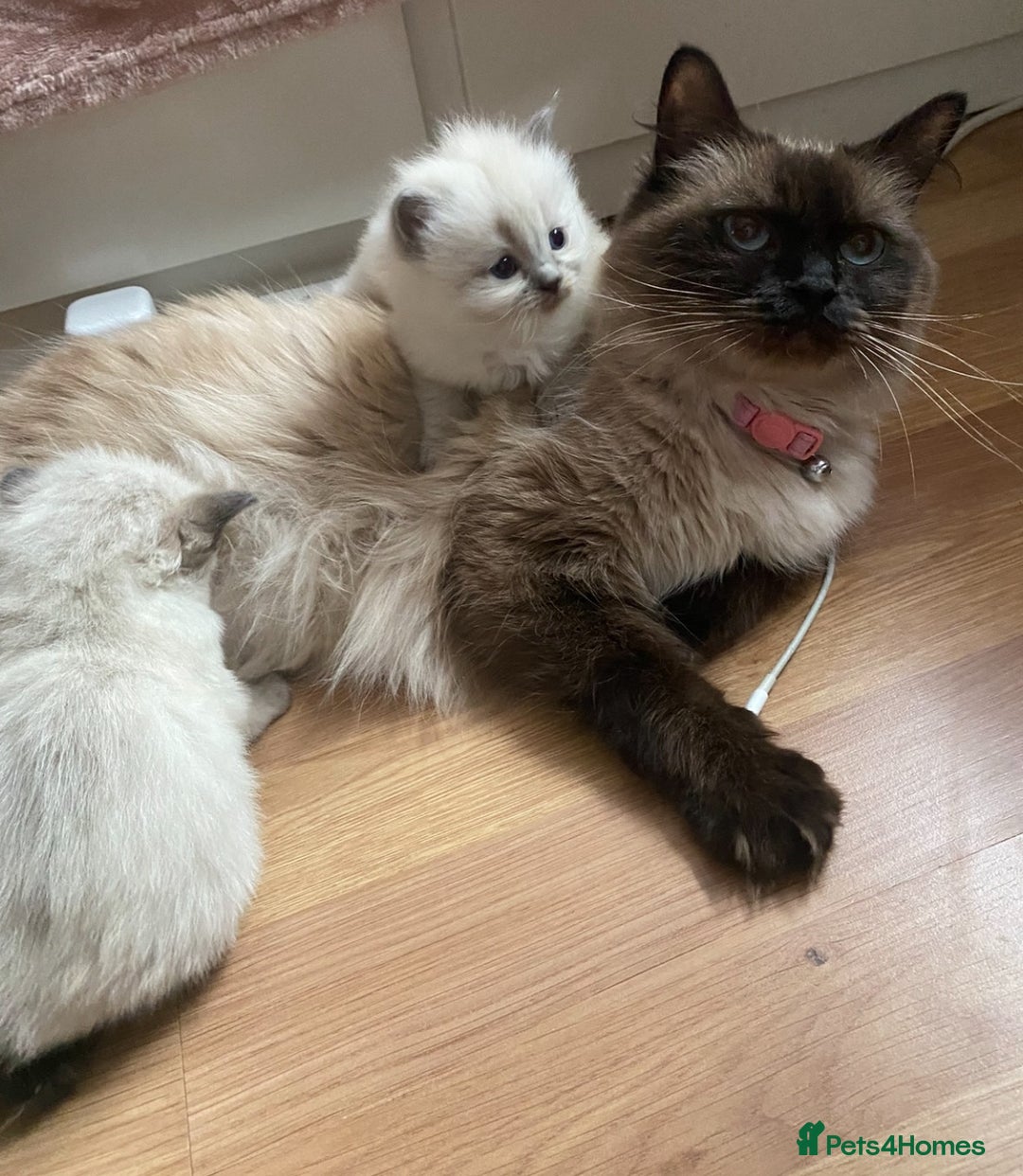 Ragdoll cats for sale: Blue eyed Ragdoll Kittens  - Advert 9