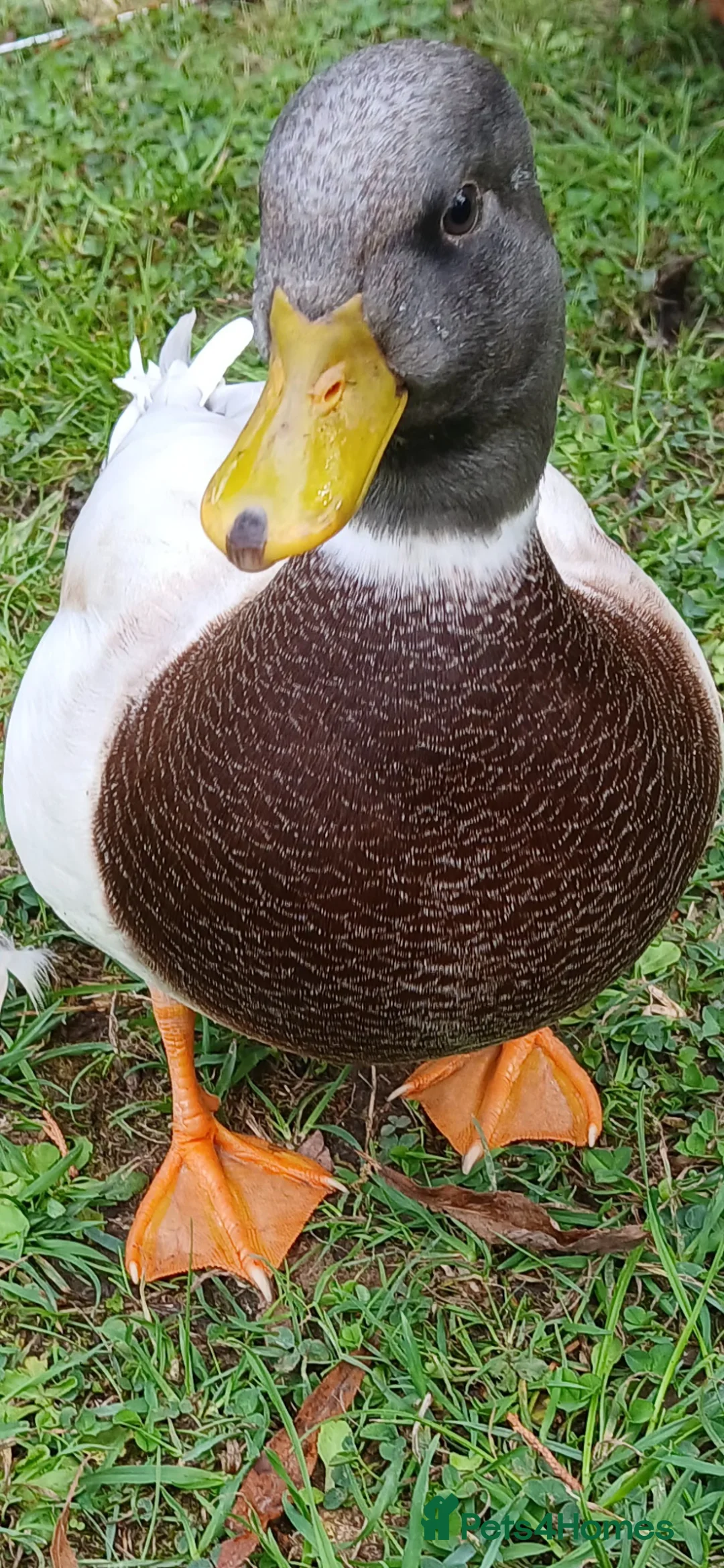 Ducks poultry for sale: Beautifully call duck hatching eggs for sale - Advert 2